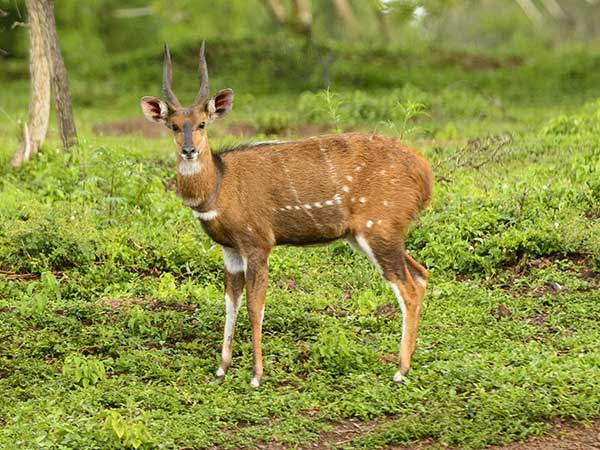 East African Bushbuck