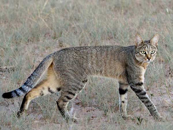 African Wild Cat