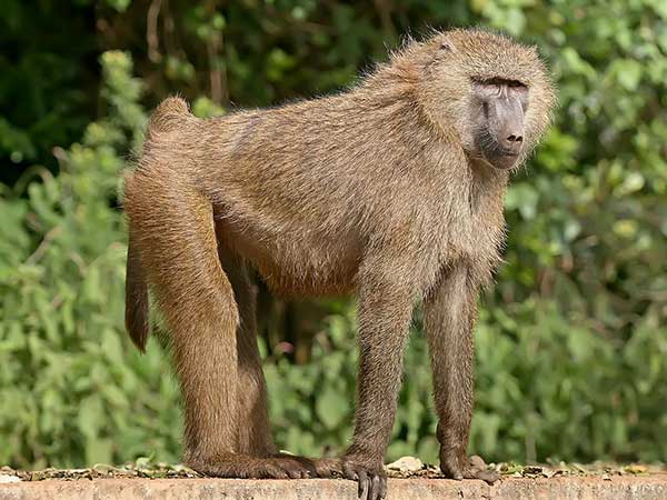 Baboon