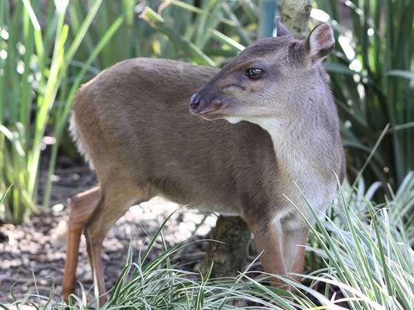 Blue Duiker