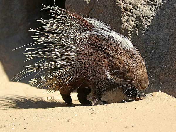 Cape Porcupine