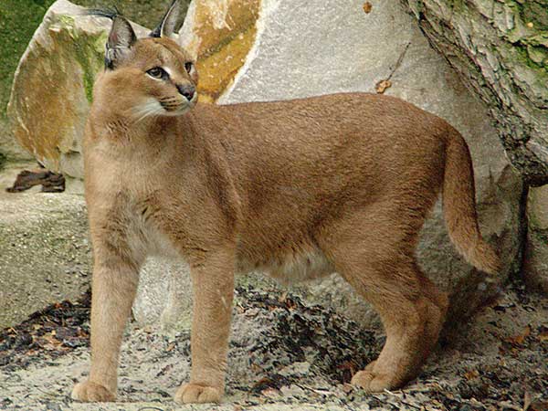 Caracal