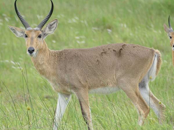 Chanler Mountain Reedbuck