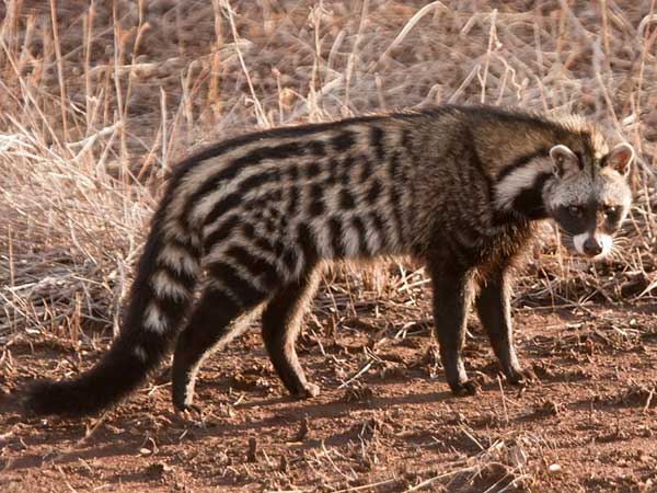 Civet