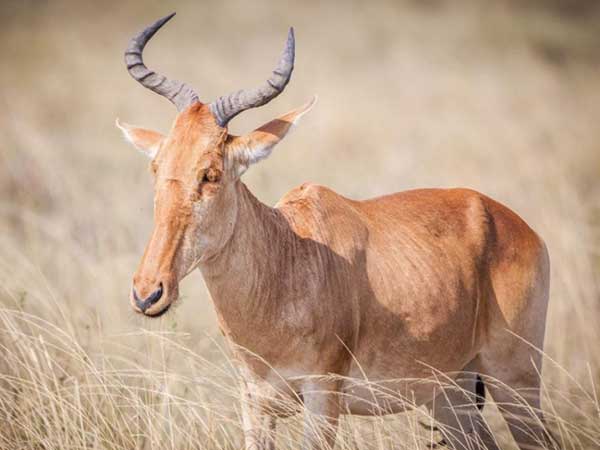 Coke Hartebeest