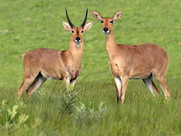 Common Reedbuck