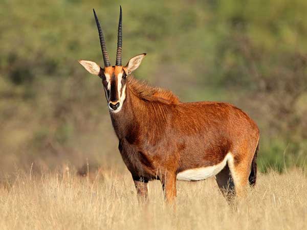 Common Sable Antelope