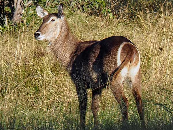 Common Waterbuck