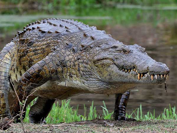 Nile Crocodile