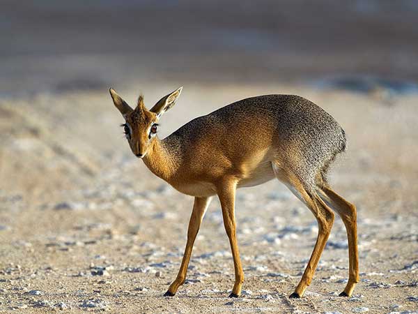 Dik-Dik Kirk