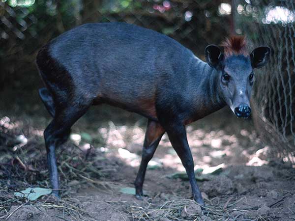 Abbotts Duiker