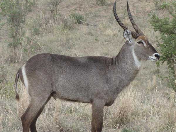 East African Defassa Waterbuck