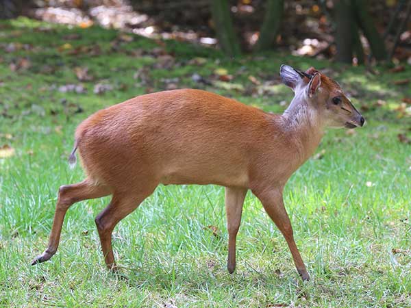 East African Duiker