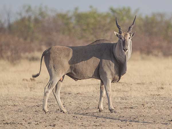 East African Eland