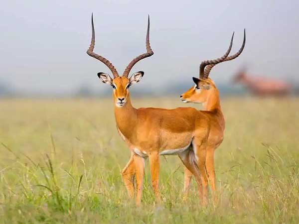 East African Impala