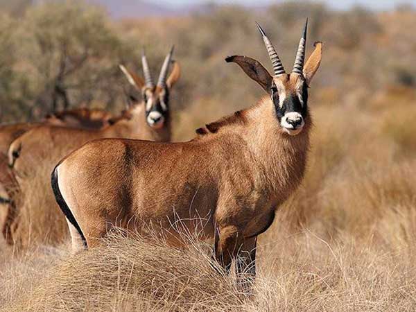 East African Roan Antelope