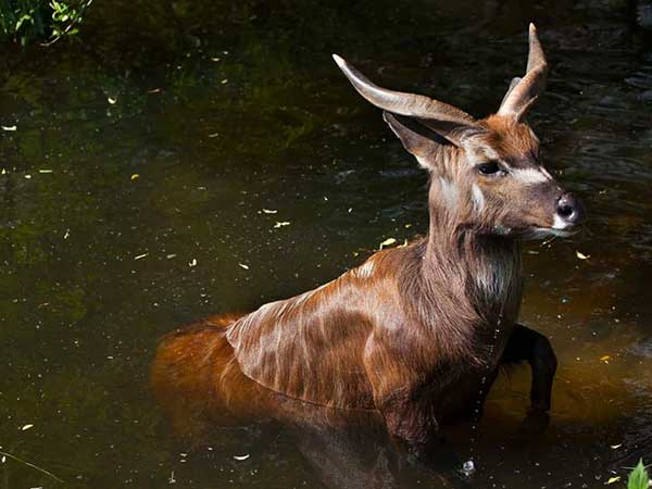 East African Sitatunga