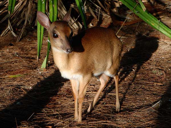 East African Suni