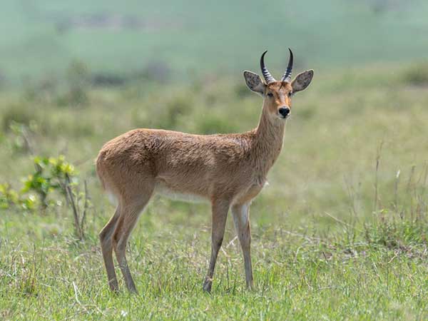 Eastern Bohor Reedbuck