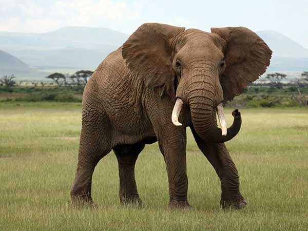 African Elephant