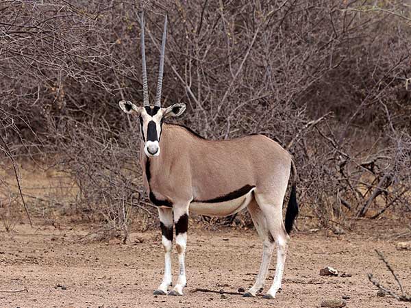 Fringe Eared Oryx