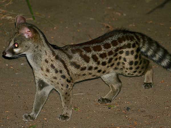 Genet Cat