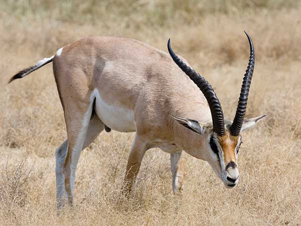 Grant Gazelle