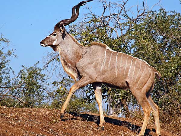 Greater East African Kudu