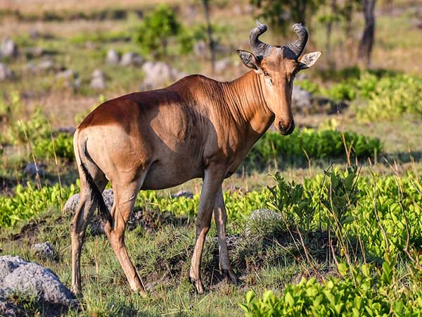 Hartebeest Lichtenstein