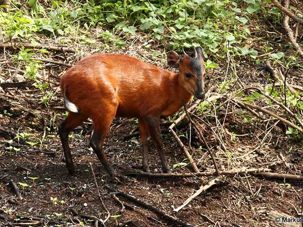 Harveys Red Duiker