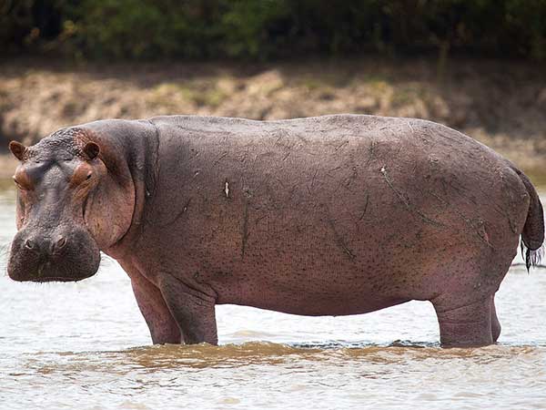 Hippopotamus