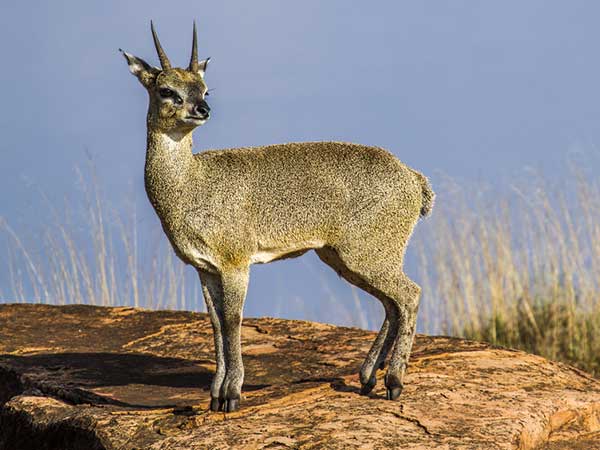 Klipspringer