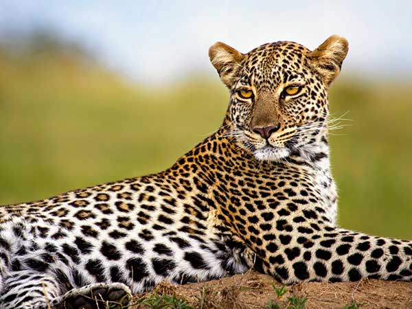 African Leopard