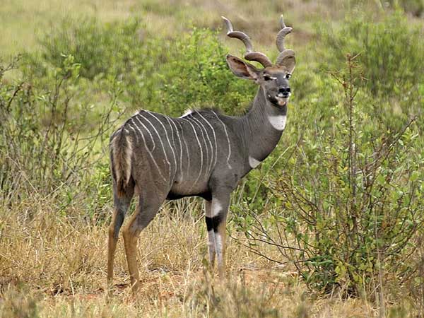 Lesser Kudu