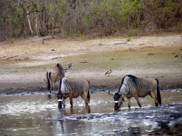 Nyasa Wildebeest