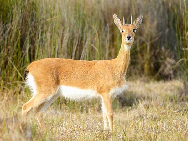 Oribi