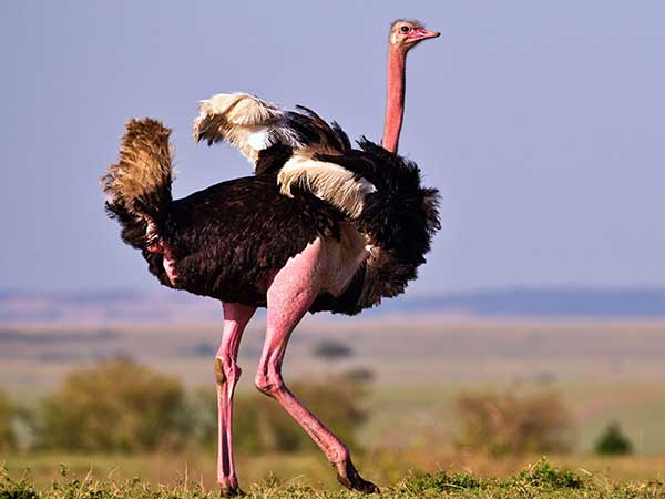 Ostrich