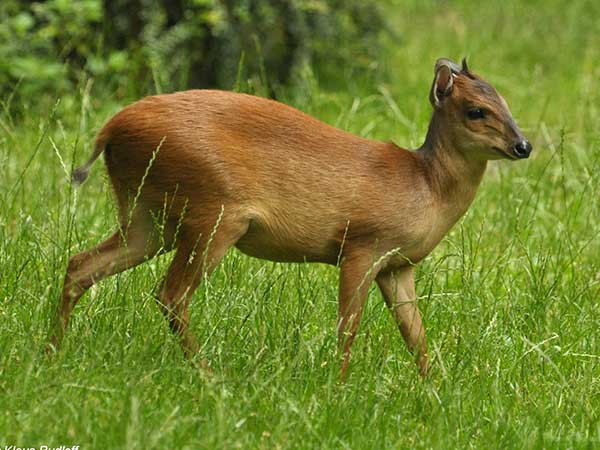 Red Natal Duiker