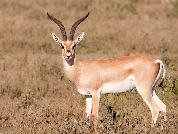 Roberts Gazelle