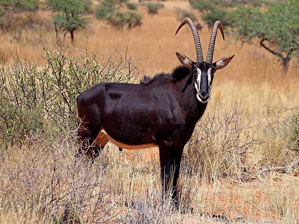 Roosevelt Sable Antelope