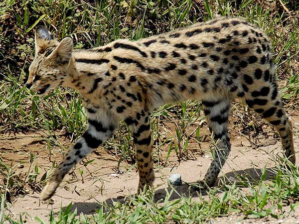 Serval