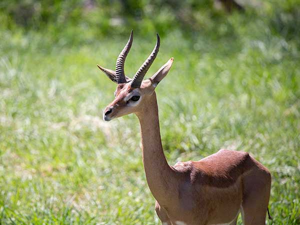 Southern Gerenuk