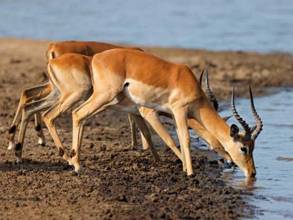 Southern Common Impala