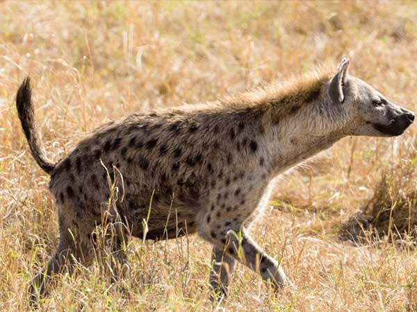 Spotted Hyena