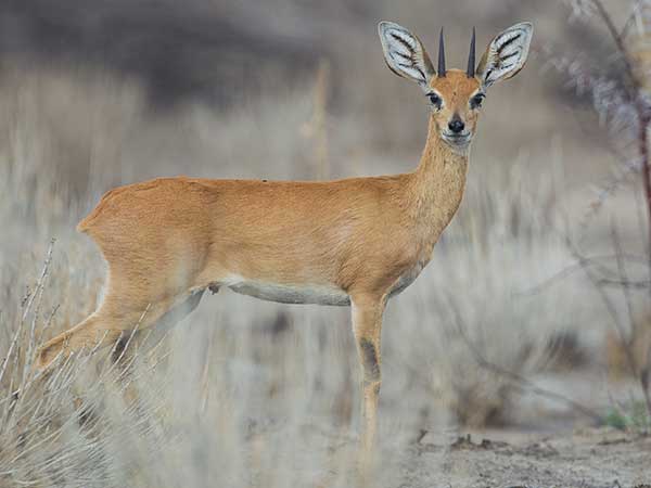 Steenbok