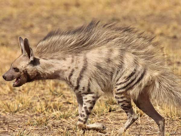 Striped Hyena