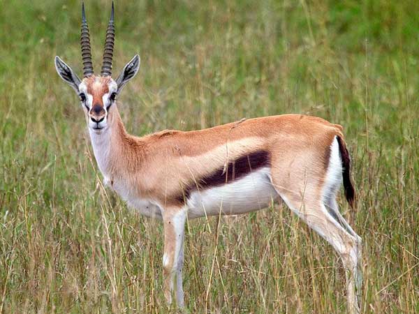 Thomson Gazelle