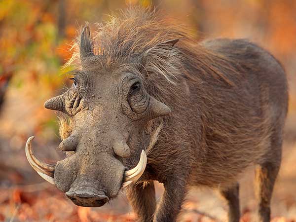 Warthog