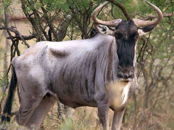 White-Bearded Wildebeest