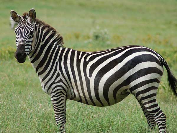 Zebra Burchell Selous Plain